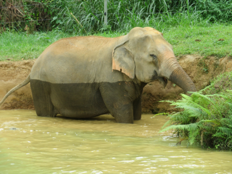Thailand - Elephant Hills