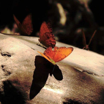 Cambodja - Butterflies