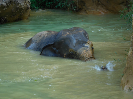 Rondreis Zuid-Thailand