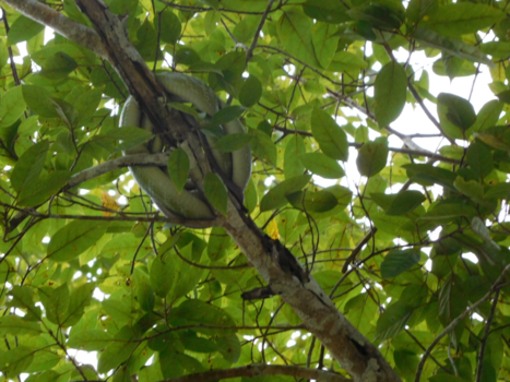 Rondreis Zuid-Thailand