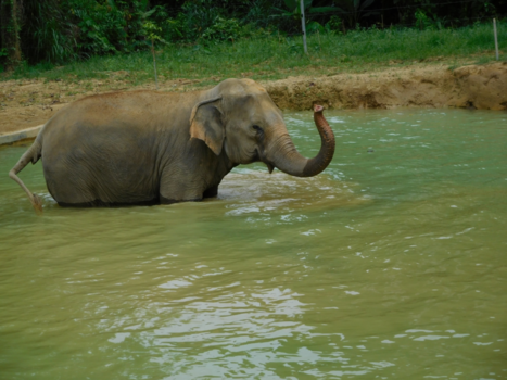 Rondreis Zuid-Thailand