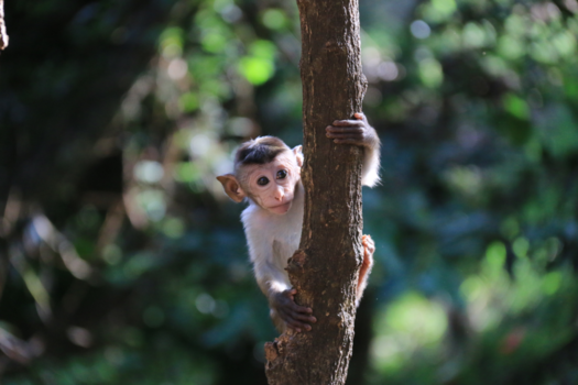 Sigiriya - Nieuwschierig aapje