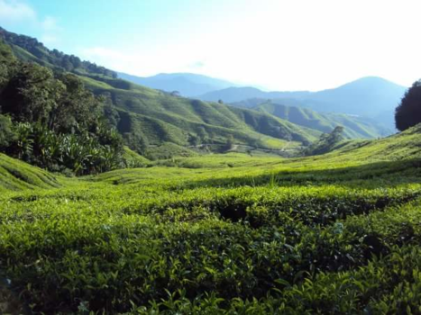 Cameron Highlands - Cup a tea?