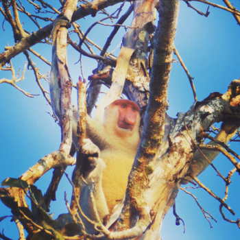 Rondreis door Maleisisch Borneo - Impressie Borneo and the proboscis monkey!