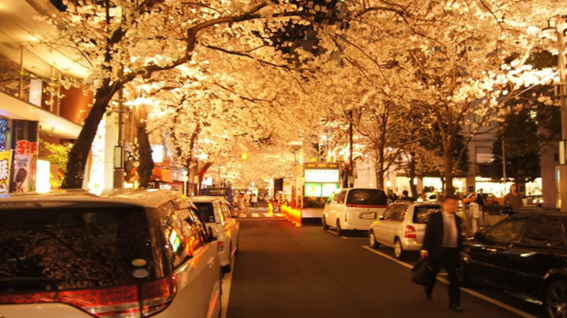 Tokio - Cherry blossoms
