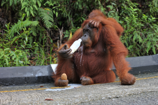 Maleisië - Like sharing is caring?