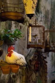 Hanoi - Allerlei pluimage