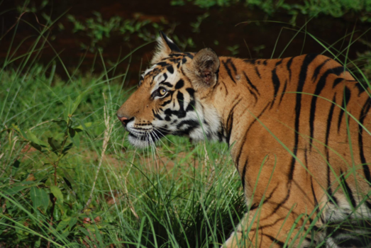 India - Het andere India