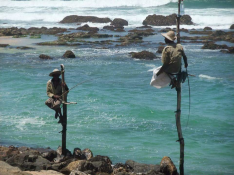 Sri Lanka - Paalvissers