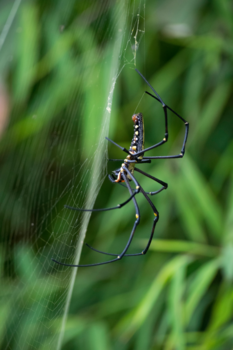 Thailand - Spin in web