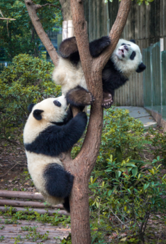 China - Panda Shenanigans