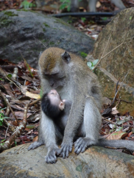 Maleisië - Onderonsje