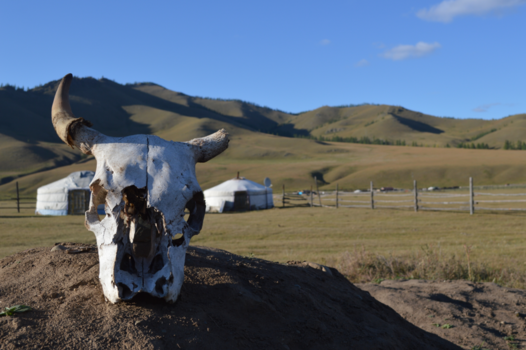 Gorkhi-Terelj National Park - ''De ongereptheid van Mongolië''