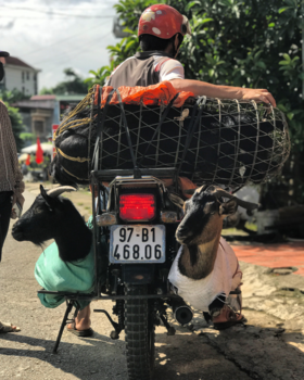 Vietnam - Here we goat again