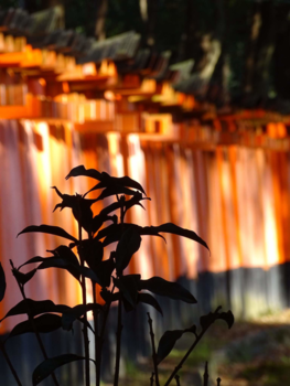 Kyoto - A touch of orange