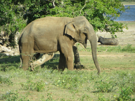 Sri Lanka - Beautifull asian elephant