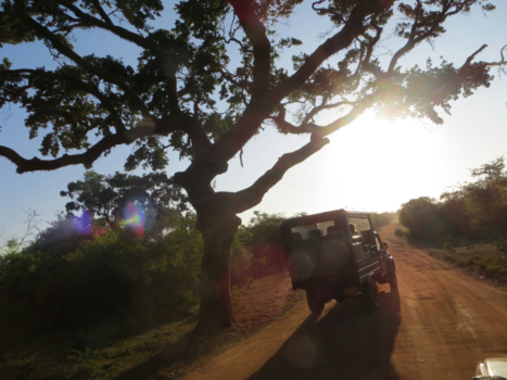 Sri Lanka - Safari