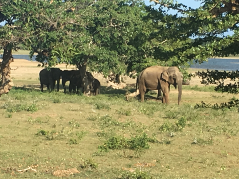 Sri Lanka - Safari