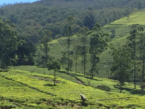 Sri Lanka - Theeplantages