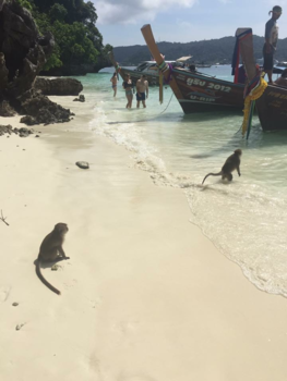 Rondreis Thailand in vier weken - Monkey beach