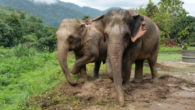 Rondreis Thailand in twee weken - Vrij zijn in de Thaise natuur.