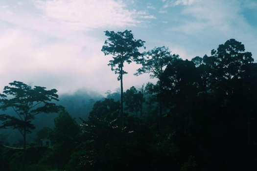 Taman Negara National Park - Ochtendglorie in de jungle - Maleisië