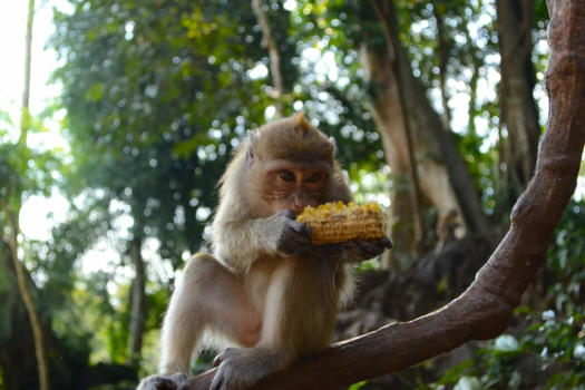 Khao Sok National Park - I love monkeys