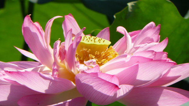 China - Bloeiende lotusbloem