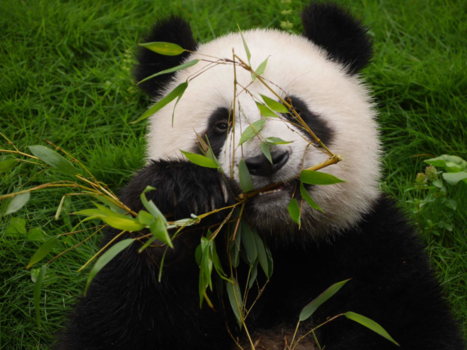 China - Panda bamboe