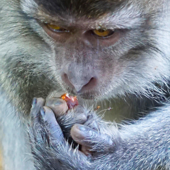 Bako National Park - Net mensenhanden