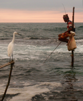 Sri Lanka - Paalvisser in Sri Lanka krijgt bezoek