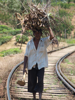 Sri Lanka - Dit is de enige route om hout te halen.