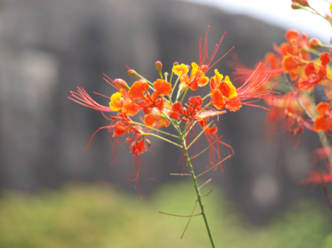 Sri Lanka - Mooi contrast