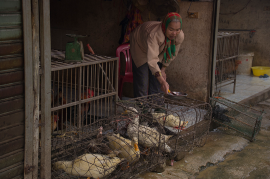 Vietnam - Verser kan de eend niet zijn. Vietnam 2016