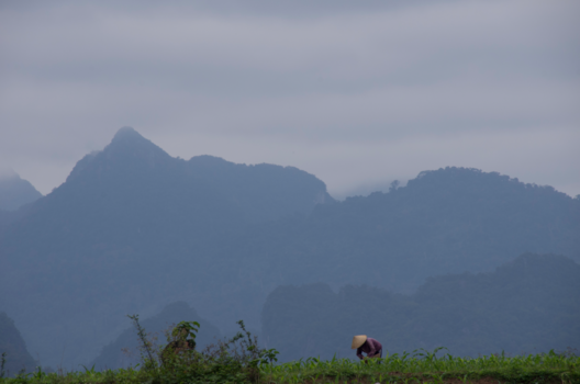 Vietnam - Vietnam.Eenzame werkster op het veld. 2016