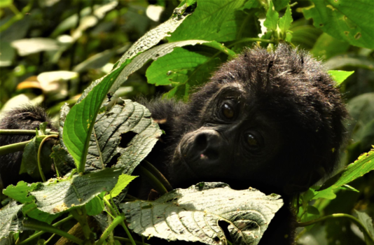 Japan - Baby Gorilla in Uganda Bwindi Impenetrable National Parc