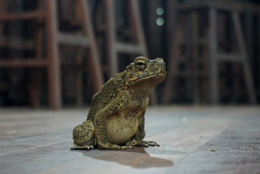 Rondreis door Maleisisch Borneo - Frog in bar