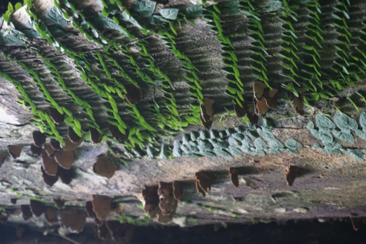 Rondreis door Maleisisch Borneo