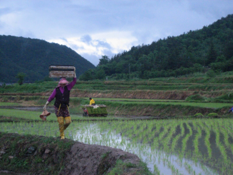 Zuid-Korea - Rijstvelden Zuid-Korea