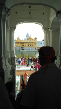 India - Golden beauty