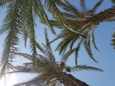 Noord-Cyprus - Heerlijke rustige omgeving met palmbomen.