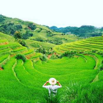 Vietnam - Ricefields