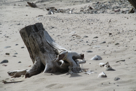 Baikalmeer - Verlaten boom