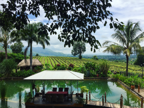 Myanmar - Palmtrees next to the Aythaya vineyard