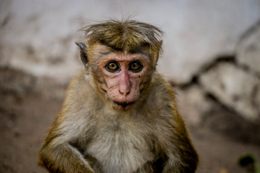 Sri Lanka - Sri lankan monkey