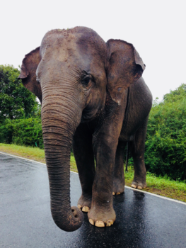 Sri Lanka - Sharing our lunch with wild elephants on our way to Tangalle