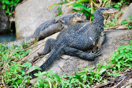 Maleisië - Varanen op Lang Tengah