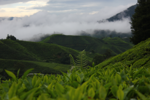 Cameron Highlands - Like tea? Go to Cameron Highlands.