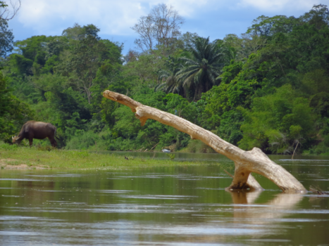 Taman Negara National Park - Boat ride to Taman Negara, forest centre.
