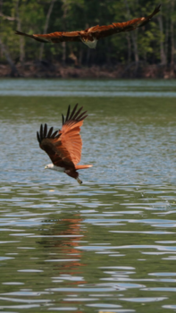 Maleisië - Vogelvlucht